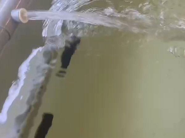 澳龍暫氧池 室內養殖區 活魚箱養殖